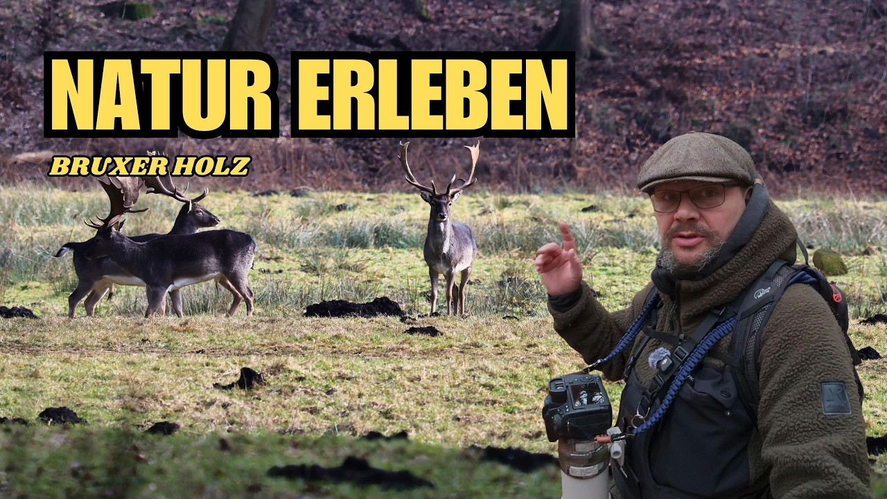 Stille Waldwege & Wildlife: Meine Wanderung durch das Bruxer Holz