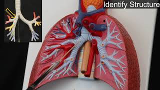 Famous Quiz on Respiratory System and Additional Structures of the Thorax Net Worth