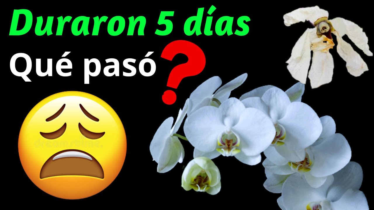 Las Flores De Mi Orquidea Se Estan Marchitando www.youtube.com