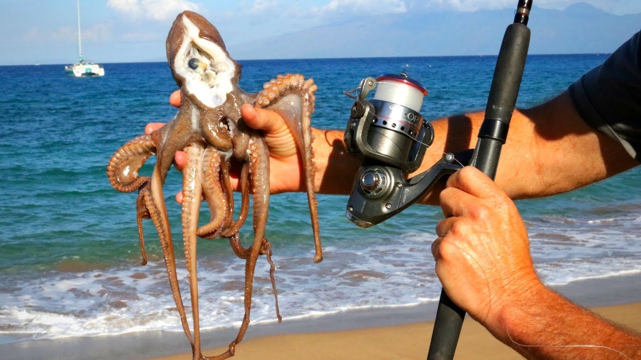 FISHING WITH OCTOPUS IN HAWAII 🏝 