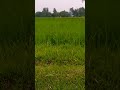 Gehu Khe Kheto Me Jaha Punchi Kar Habaye