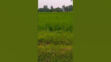 Gehu Khe Kheto Me Jaha Punchi Kar Habaye 