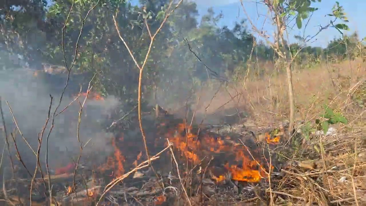 Wildfire kills animals