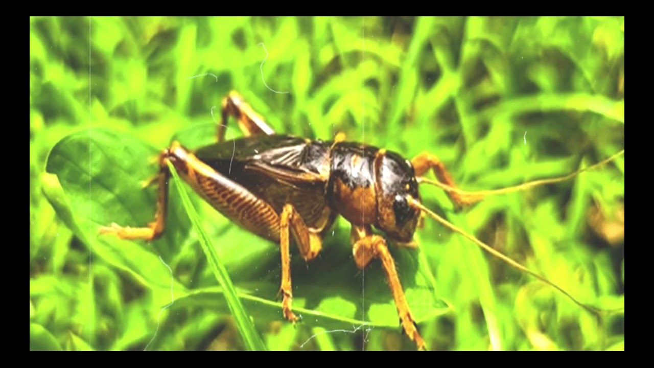 Cricket Sounds for Peaceful Sleep
