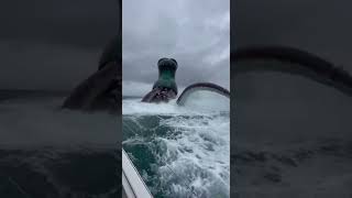 Never sail out into the open ocean alone! 🦑🚢 #thalassophobia #oceanmysteries