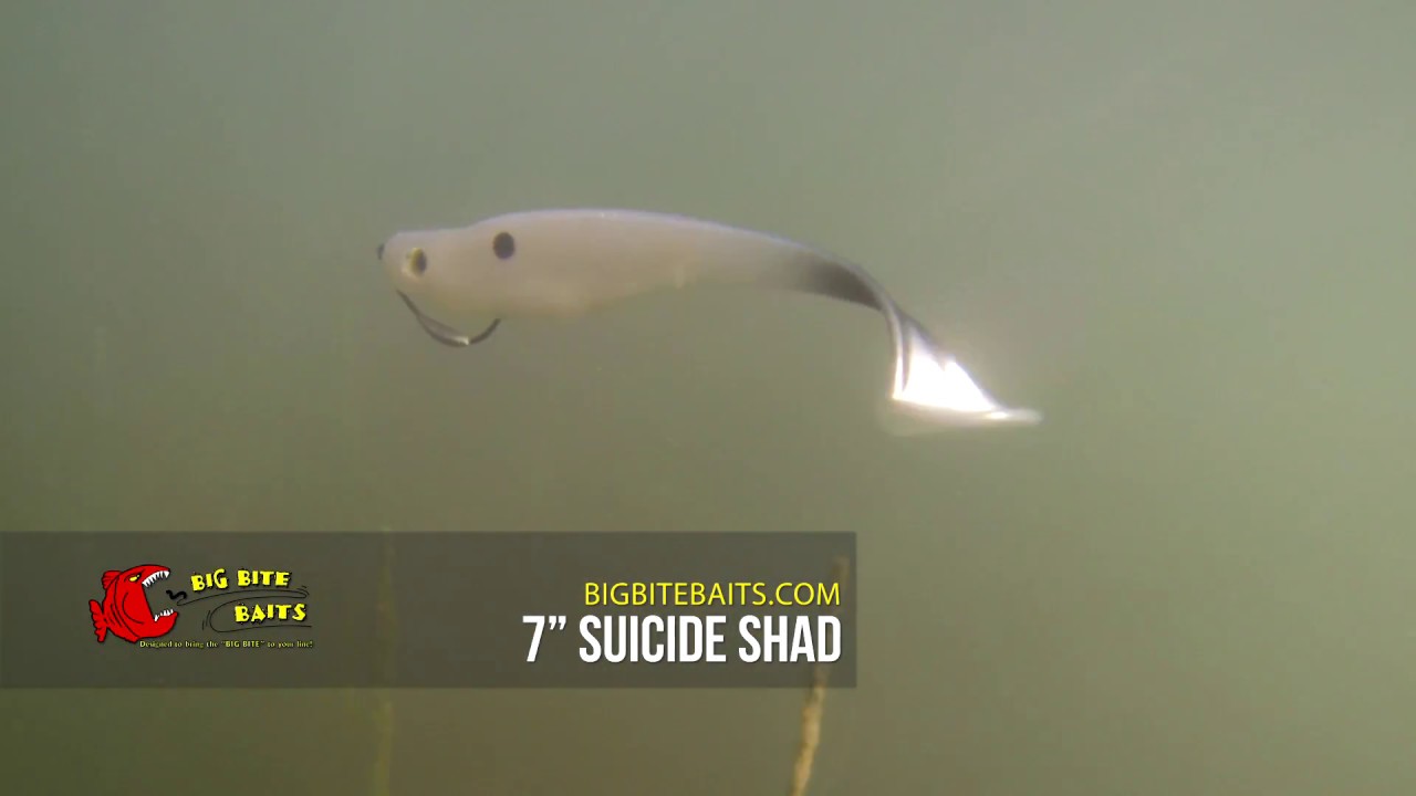 Big Bite Baits Suicide Shad