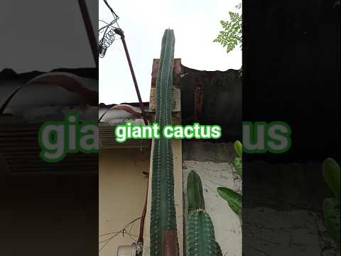 giant cactus. #short #cactus #shortvideo