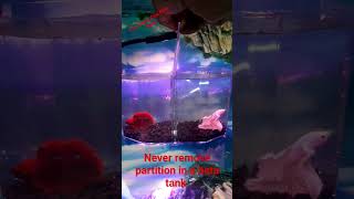 #Two Betta Fish One Tank #viralshorts #fishkeeping