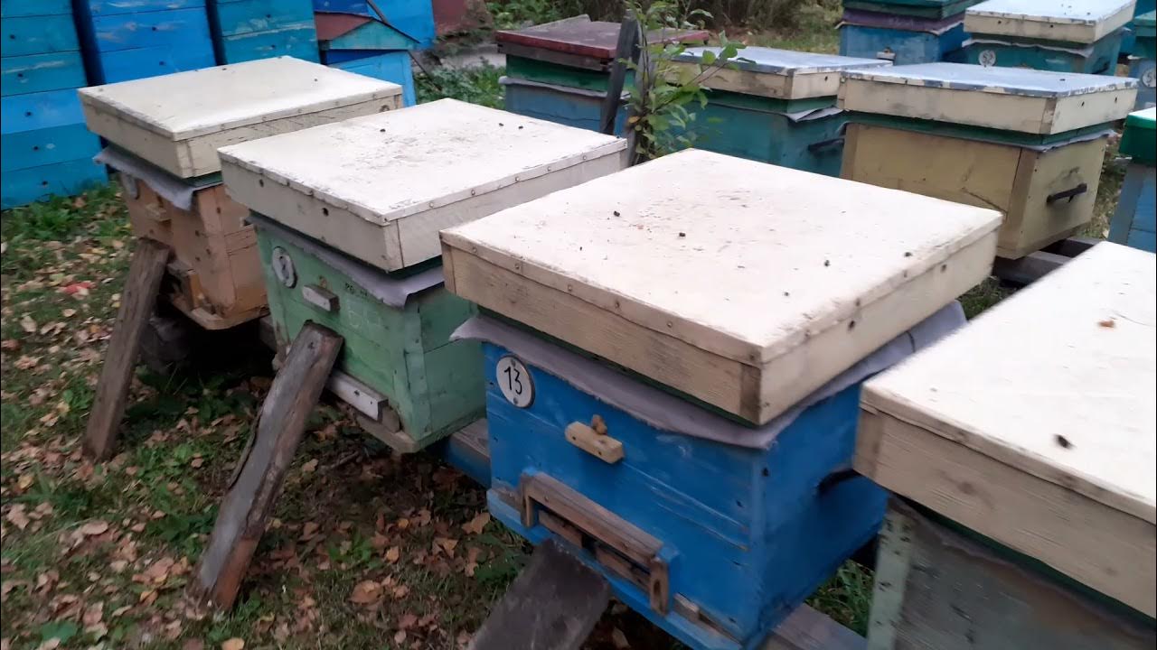 Что проверяет роспотребнадзор при плановой проверке. Ревизия 2021. Понос у пчел. Сокращение семей пчел весной гопко видео. Что проверяет роспотребнадзор на предприятии.