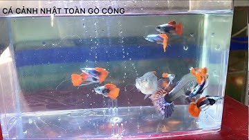 DUMBO REDTAL RIBBON SIZE CHÀ BÁ | CÁ CẢNH NHẬT TOÀN GÒ CÔNG 0977022281