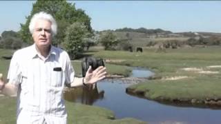 Latchmore Brook "Restoration" Project: Why we oppose it
