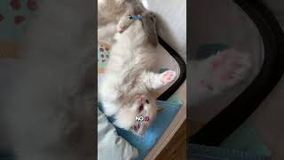 Kitten Playtime: Why It's Purr-fect for Development 🐾