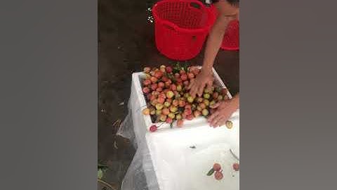 Vải Lục Ngạn Bắc Giang Hàng Đóng Xuất Khẩu Qua Trung Quốc