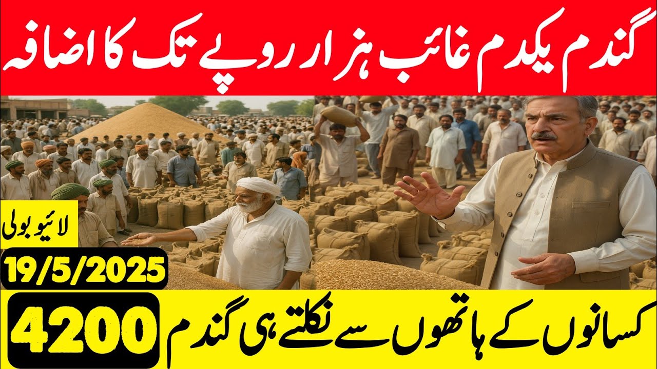 Wheat support price today in punjab | آج گندم ریٹ 2025 | aj 19 may ...