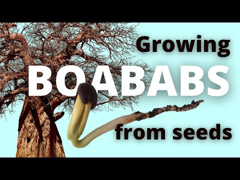 Wideo: Jak rozmnaża się baobab?