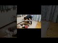 【tiktok100万回再生】貴方もきっとクセになるww#ふじやま家族 #日常生活 #育児 #子育て