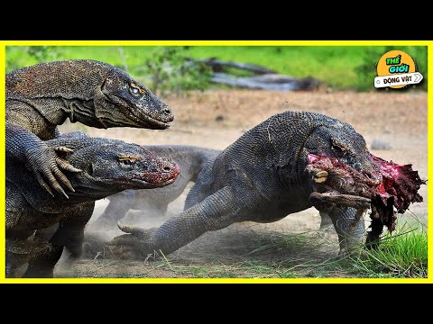 Video ???? Những Lần Săn Mồi Kinh Hoàng Của Sát Thủ Rồng... - youtube