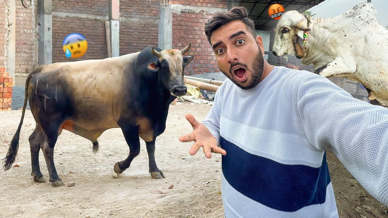 Jersey Bull Ko Arjun Bull Dara Rha Hai😰🤬