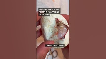 HATCHING OUR FIRST EVER DOUBLE RECESSIVE BALL PYTHON COMBO