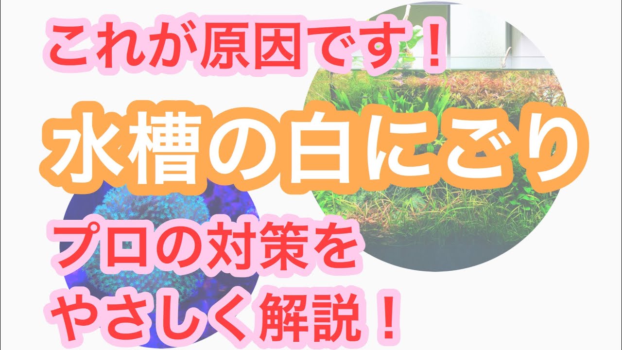 水槽の水が白く濁る原因はこれだった 白にごりの原因と対策をプロがやさしき解説します Youtube