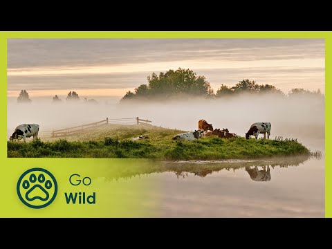 Waterworlds: Stickleback & Beaver - Wild Holland 1/2 - Go Wild