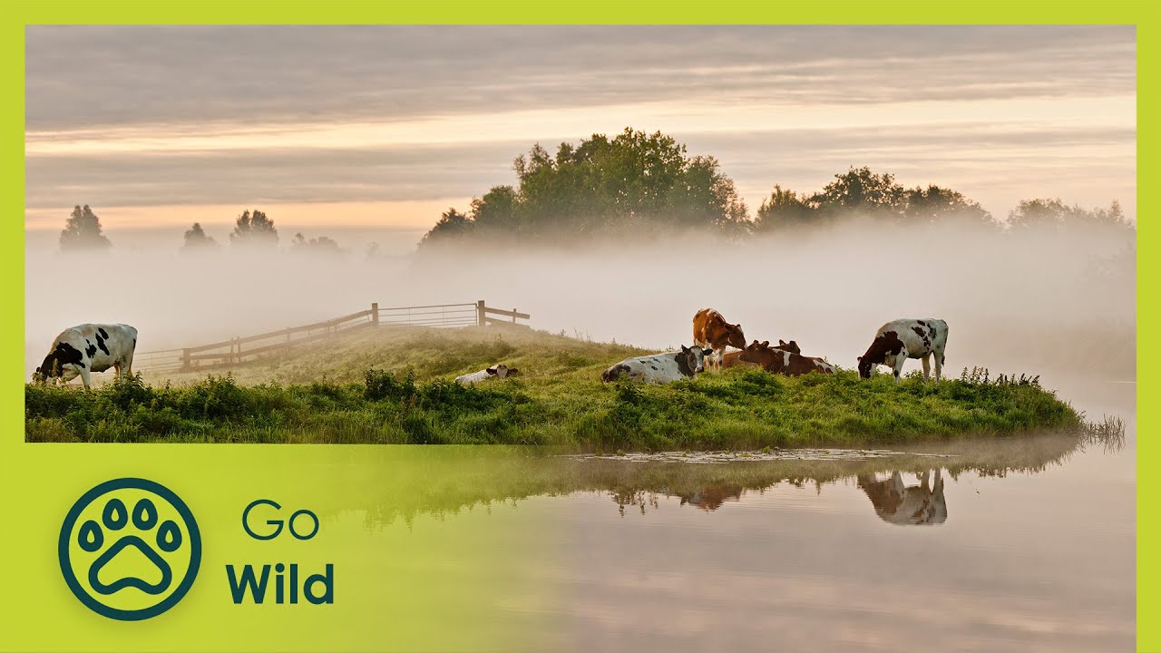 Waterworlds: Stickleback & Beaver - Wild Holland 1/2