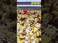 最終決戦!?ミツバチ4000匹vsウィザー1体を闘わせてみた結果....!?!?!?【マイクラ】