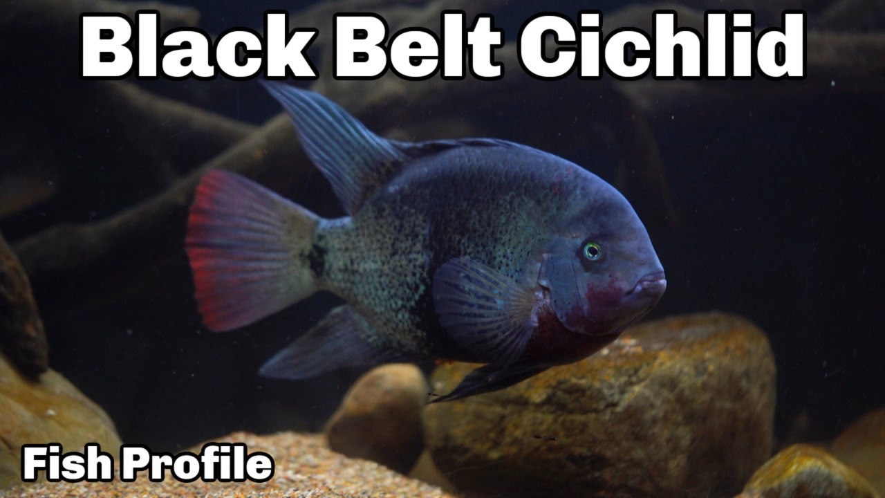 Everything You Need to Know About the Black Belt Cichlid