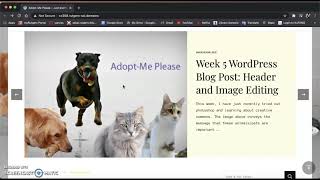 Screencasting tutorial on Adopt-Me Please Wordpress