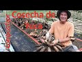 Como cosechar Yuca del suelo