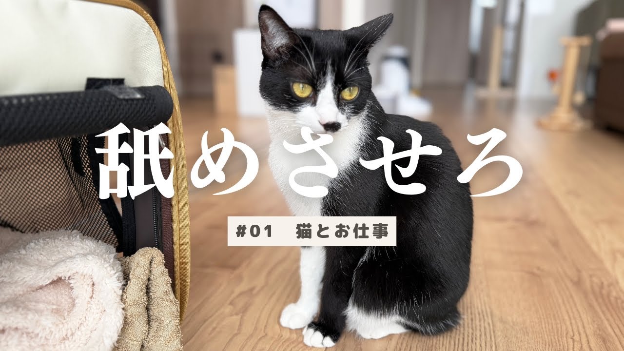 【猫とお仕事】どちらかが逃げたら即終了｜仕事音ASMR #01