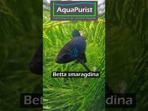 Winzig klein! 👶🐟 Betta smaragdina Larven geschlüpft