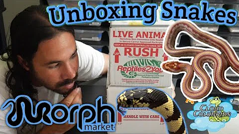 Unboxing Snakes from Morphmarket.