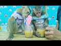 Monkey Sam enjoys milk in the evening with Asher