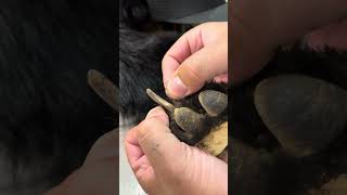 How to clean Bear claws