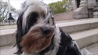 Panda Maggie (Tibetan Terriers) 2016 Riverside Park NYC by New York Dogs 38 views 1 year ago 4 minutes, 25 seconds