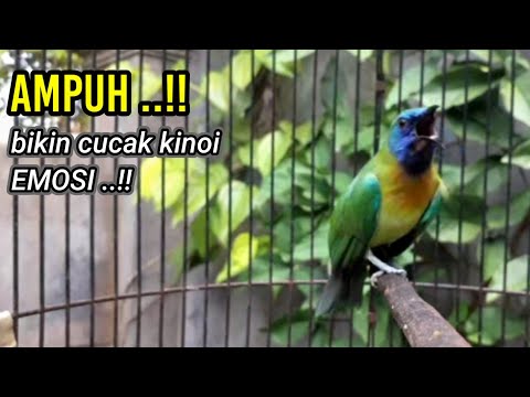 How to differentiate between male and female kinoi