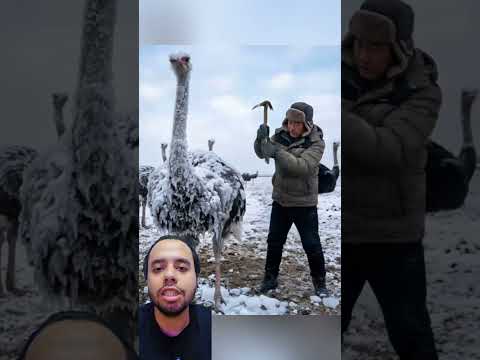 A Man Who Melts Ostrich Ice Bahaa Mohamed 