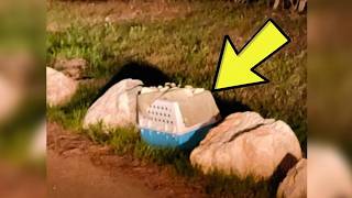 A Hailstorm Was Minutes Away — Then She Found A Pet Carrier Weighed Down By Rocks