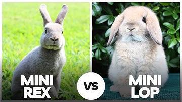Mini Rex vs Mini Lop? 🐇 Which Bunny Is Easier to Care For!