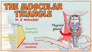The Muscular Triangle