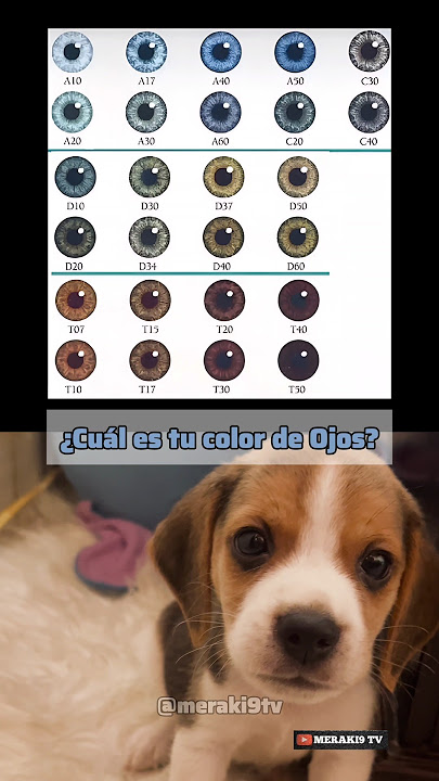Cual es tu color de ojos? 👀