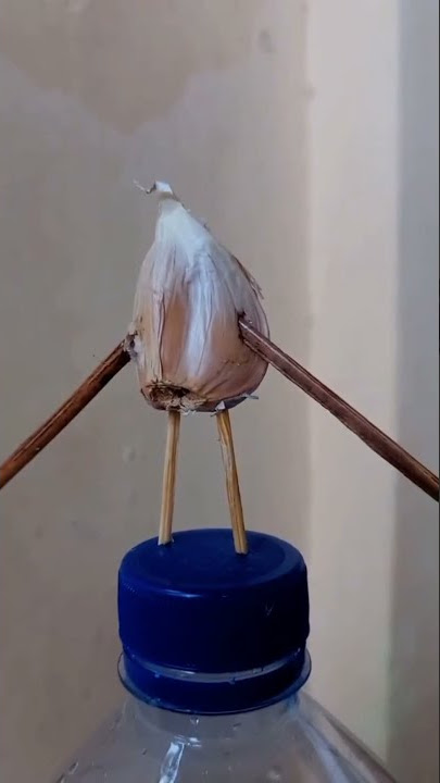 Bawang Joget #Bawang Dance