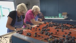 Wild blueberry industry loses $28M due to drought
