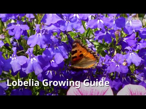 Video: Lobelia erinus: description, varieties, photos, features of planting and care