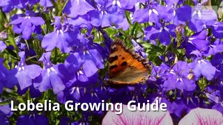 Lobelia Growing Guide (Cardinal flower) by GardenersHQ