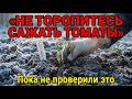 7 ошибок при высадке томатов, которые делают почти все дачники — и как их избежать
