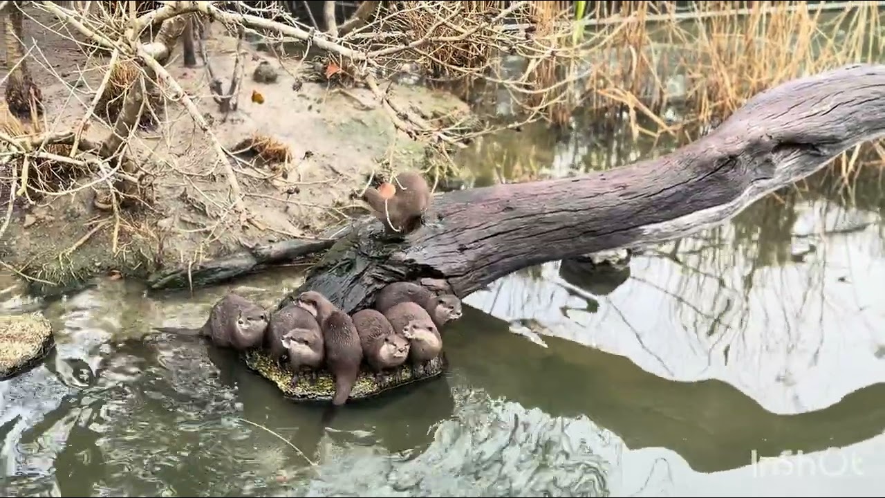神戸どうぶつ王国へ行ってきた！