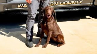 Washington County K-9 gets bullet-, stab-proof vest