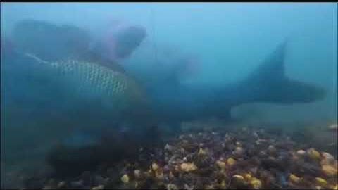 Cận cảnh cá trắm đen ăn mồi